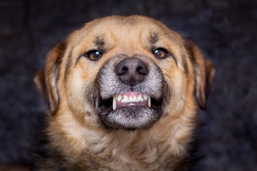 Client Story – Dog Bite Injury